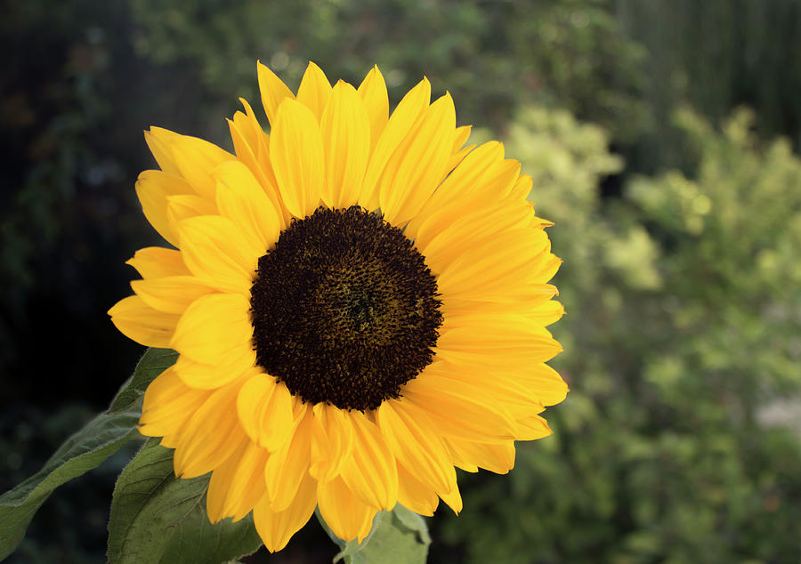 Sunflower Photograph by Faith Okpukpan - Fine Art America