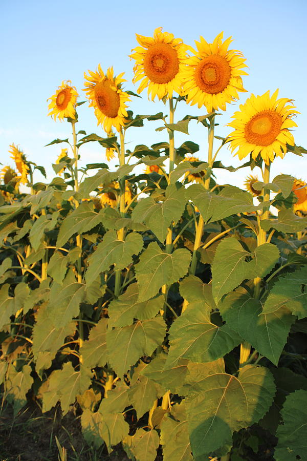 Sunflower Family Photograph by Susan Montgomery Fine Art America