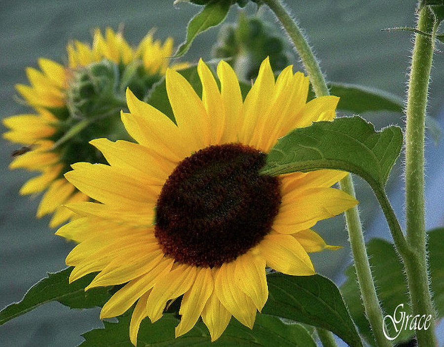 Flower Photograph - Sunflower Fantasy by Julie Grace