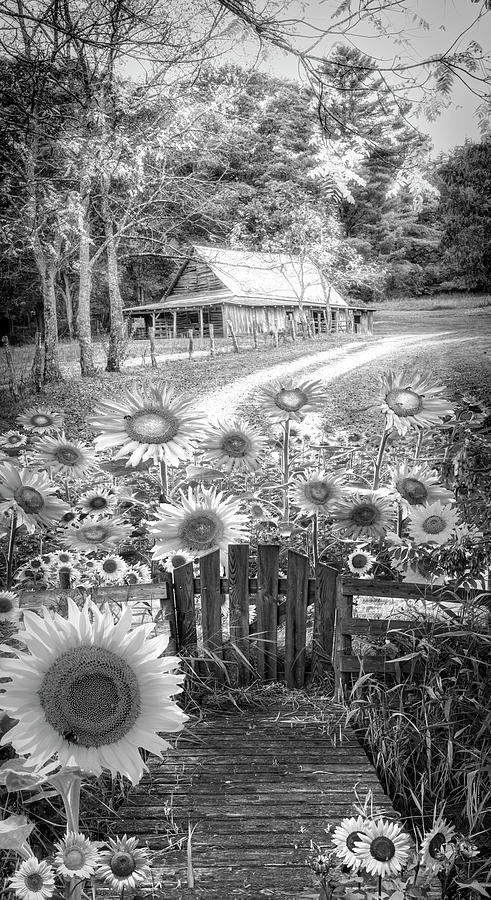 Sunflower Farm Barn Black and White Photograph by Debra and Dave Vanderlaan