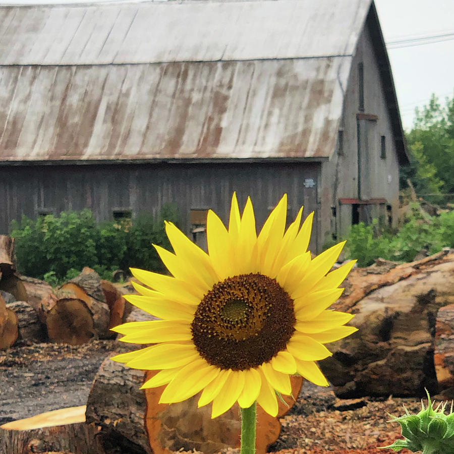 Sunflower Farm Photograph by Erynn Leigh | Fine Art America