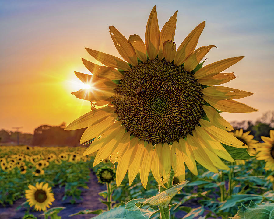 Sunflower Farm Landscape - Lawrence Kansas Photograph