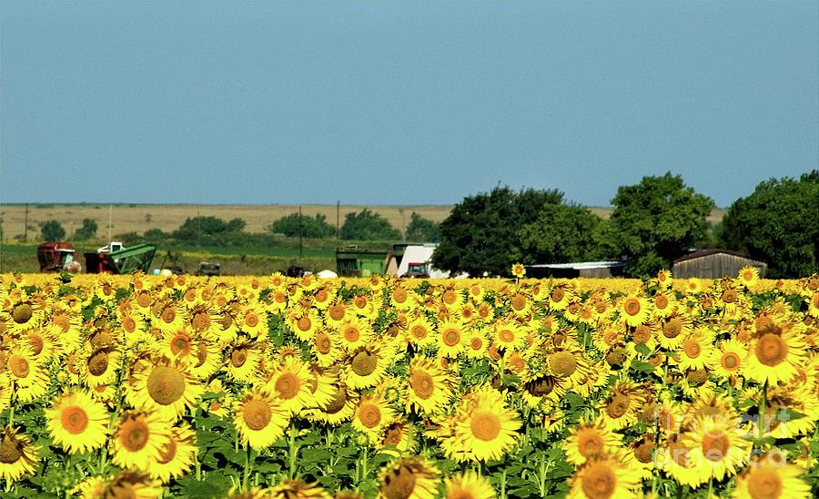 Sunflower Farm Photograph - Sunflower Farm by Mae Wertz Sunflower Farm Photograph - Sunflower Farm by Mae Wertz