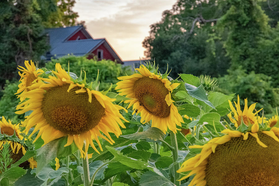Sunflower Farm Photograph by Mary Courtney