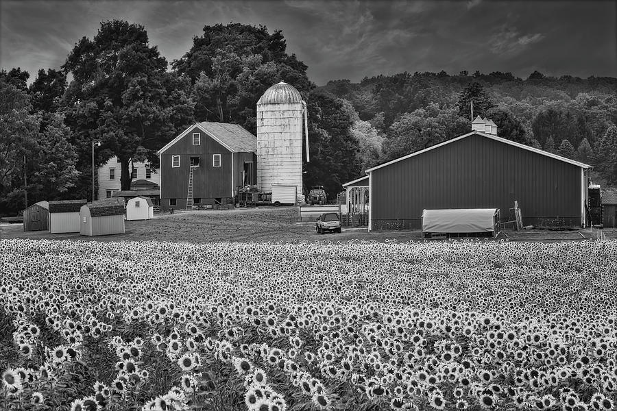 Sunflower Farm NJ BW Photograph by Susan Candelario