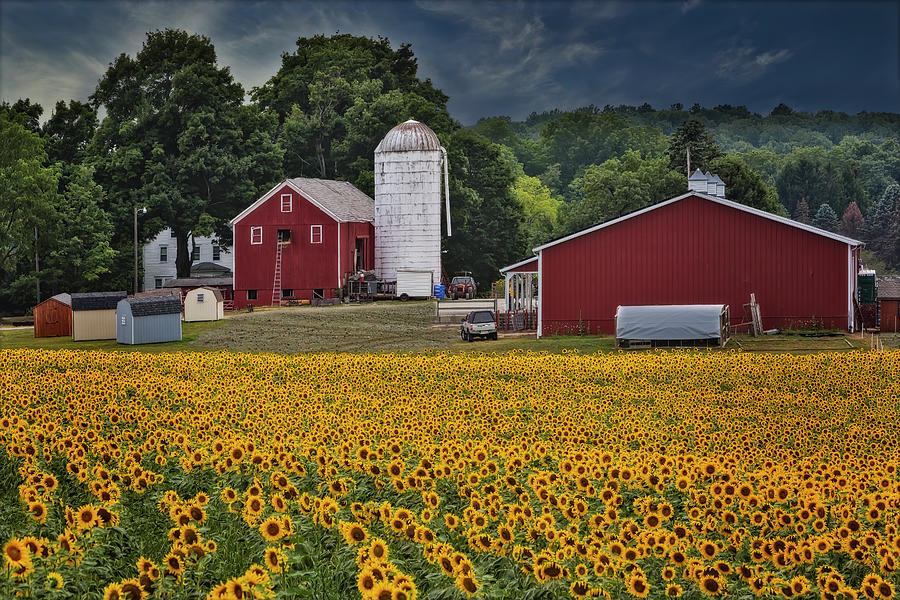 Sunflower Photograph - Sunflower Farm NJ by Susan Candelario