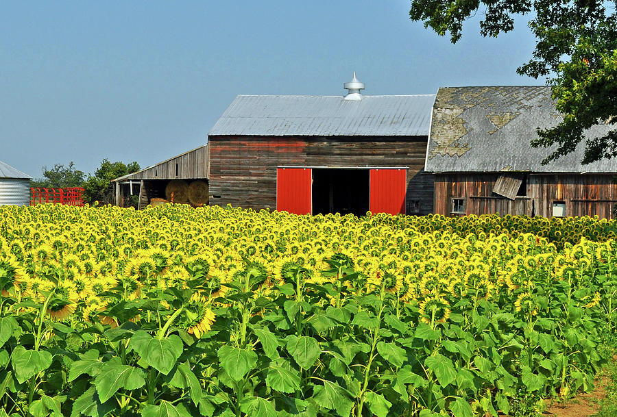Sunflower Farm Photograph