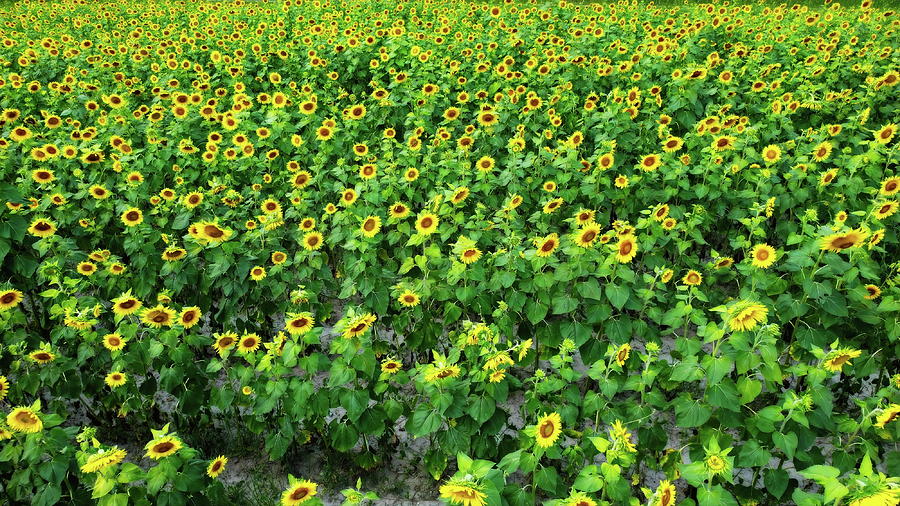 Sunflower Farm Roxanna Photograph by Bill Swartwout