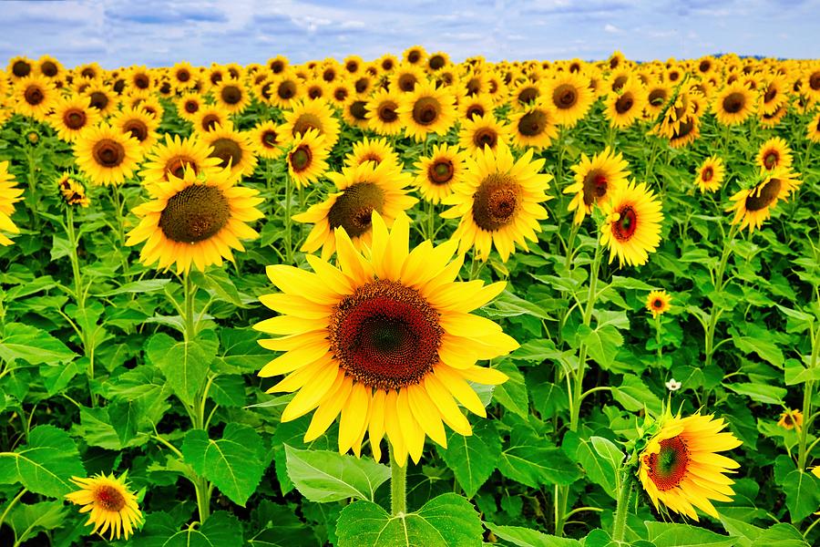 Sunflower Festival Kalbar Photograph by Peter Cole - Fine Art America