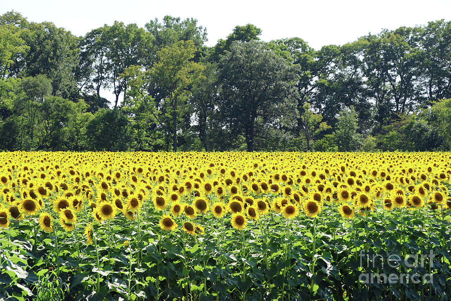 Sunflower Field 0172 Photograph by Jack Schultz