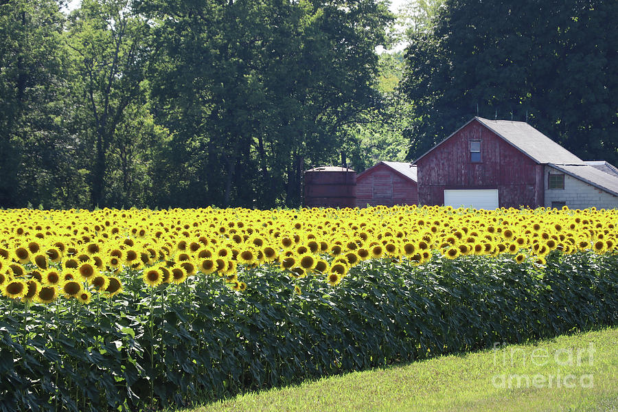 Sunflower Field 0175 Photograph by Jack Schultz