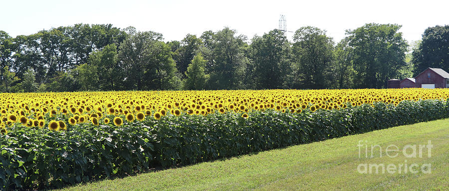 Sunflower Field 0176 Photograph by Jack Schultz