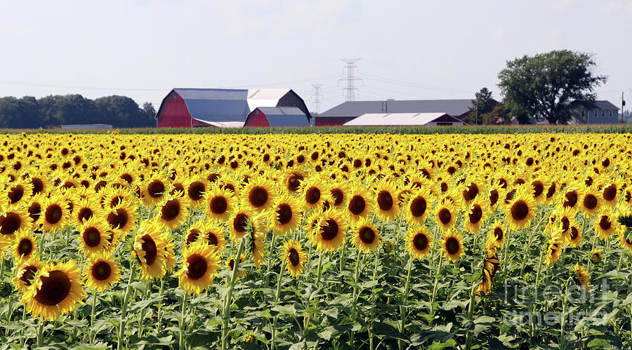 Sunflower Field 0186 Photograph by Jack Schultz