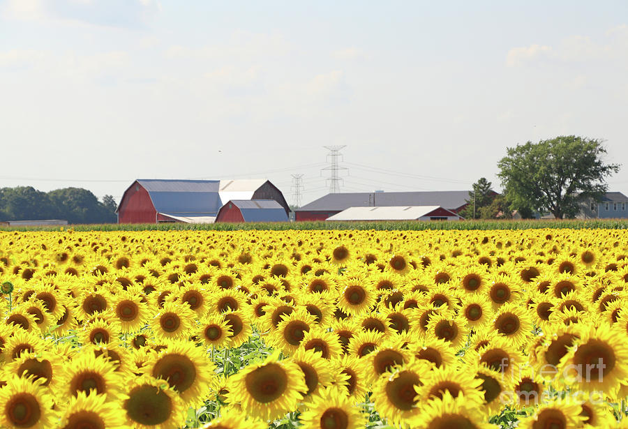 Sunflower Field 0188 0190 Photograph by Jack Schultz