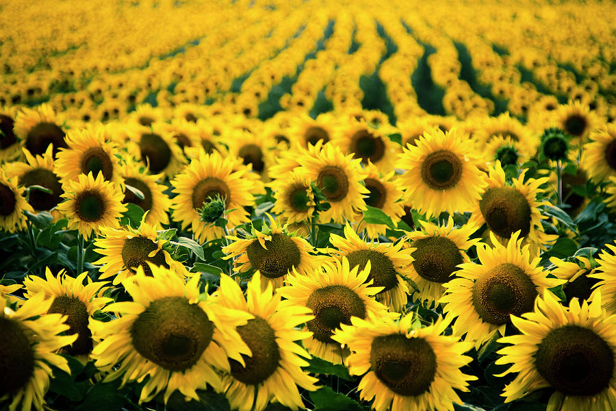 Sunflower Field 02 Photograph