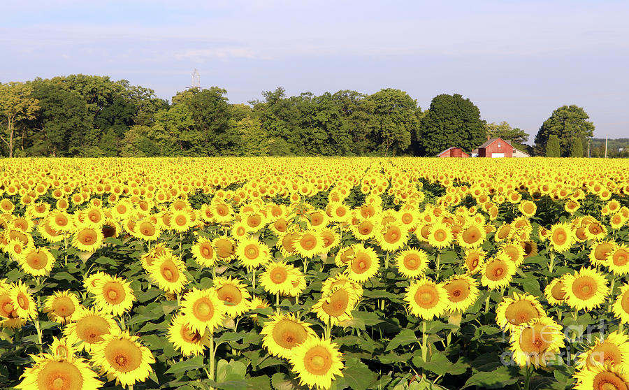 Sunflower Field  0220 Photograph