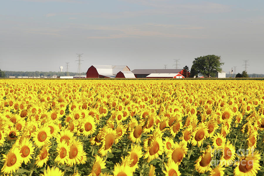 Sunflower Field  0253 Photograph by Jack Schultz