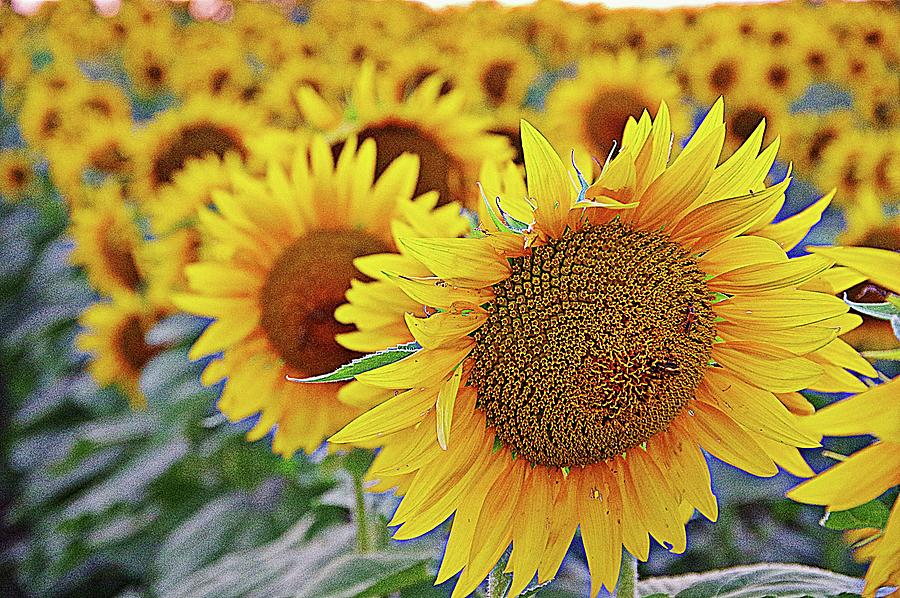 Sunflower Field 2 Photograph by Karen McKenzie McAdoo