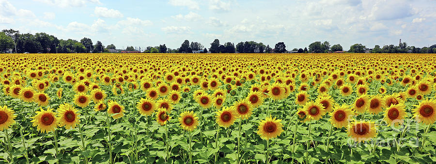 Sunflower Field  9467 Photograph by Jack Schultz