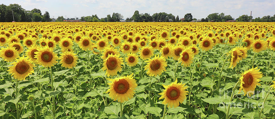 Sunflower Field 9473 Photograph by Jack Schultz