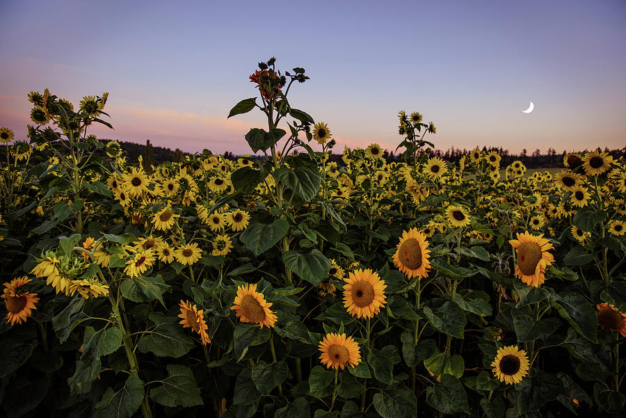 Sunflower Field a Sunset Photograph by Naomi Maya