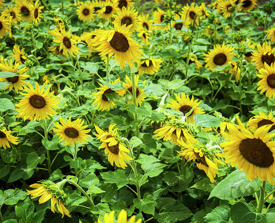 Sunflower Field Along NC Highway 58 Photograph by Bob Decker