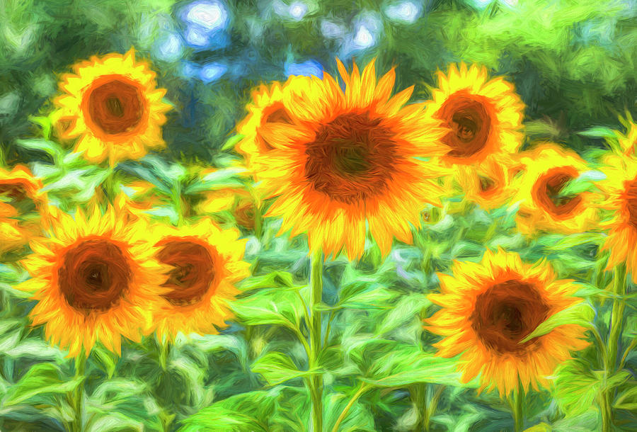 Sunflower Field Art Photograph