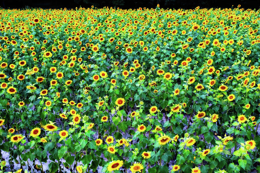 Sunflower Field at Roxanna Photograph by Bill Swartwout