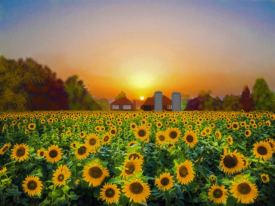 Sunflower Field At Sunrise Mixed Media by Sandi OReilly