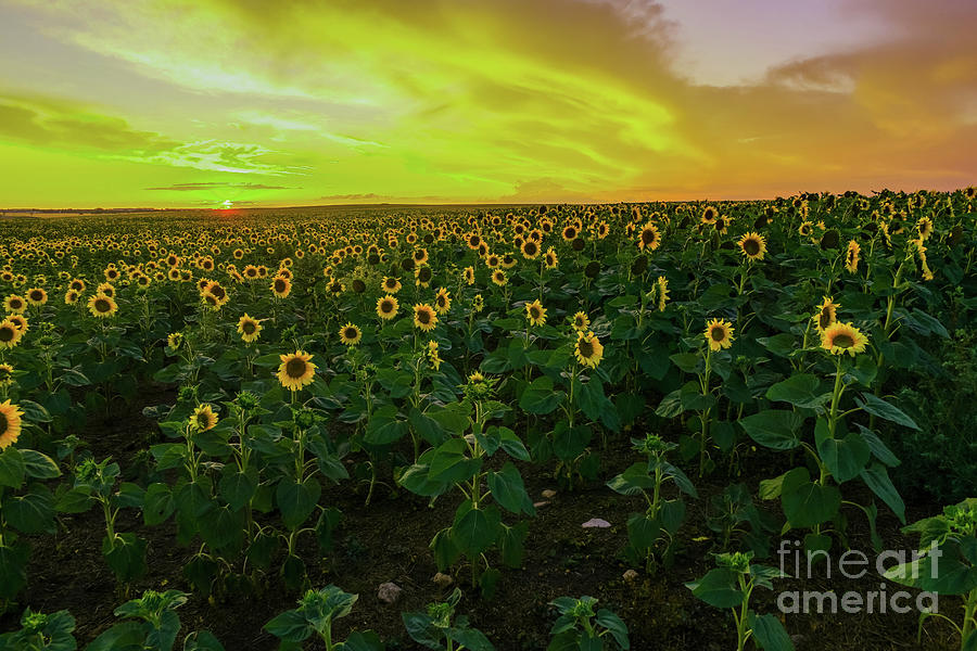 Sunflower Field At Sunset Photograph
