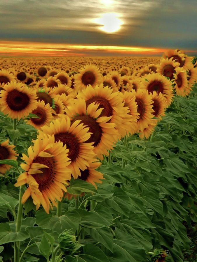 Sunflower field at sunset Photograph by Kurt BROWN - Fine Art America