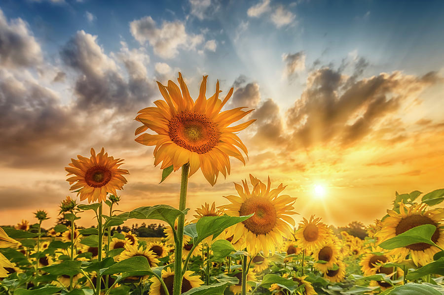 Sunflower field at sunset Photograph by Melanie Viola
