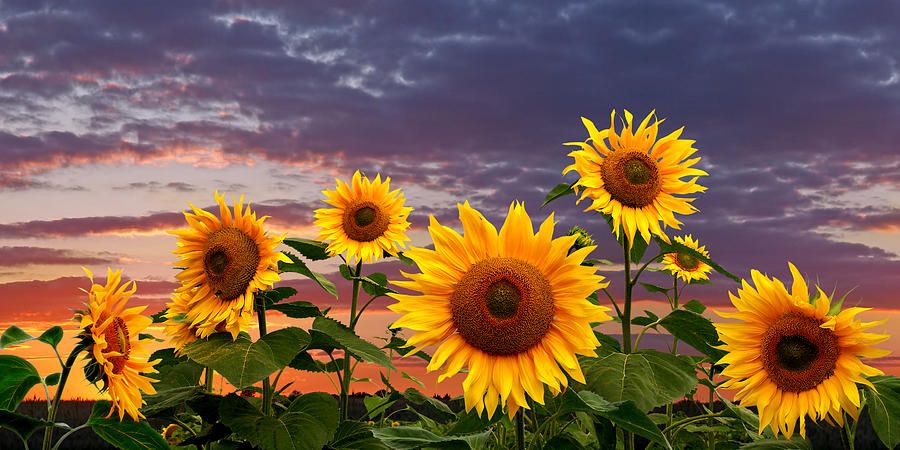 Sunflower Field At Sunset Panoramic Photograph by Gill Billington