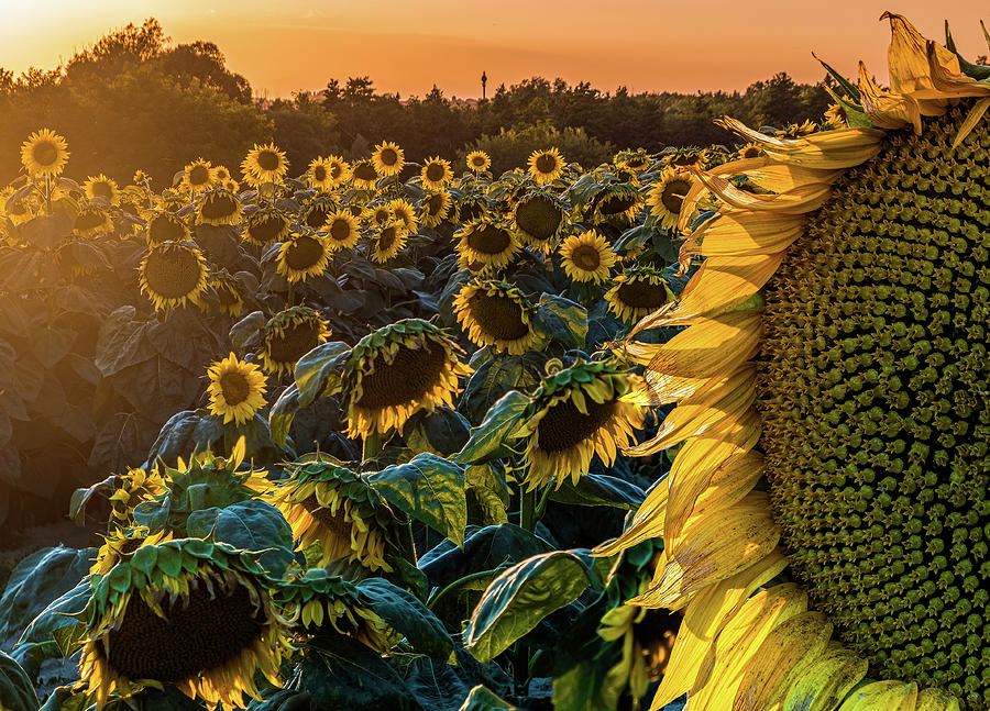 Sunflower Field At Sunset Photograph