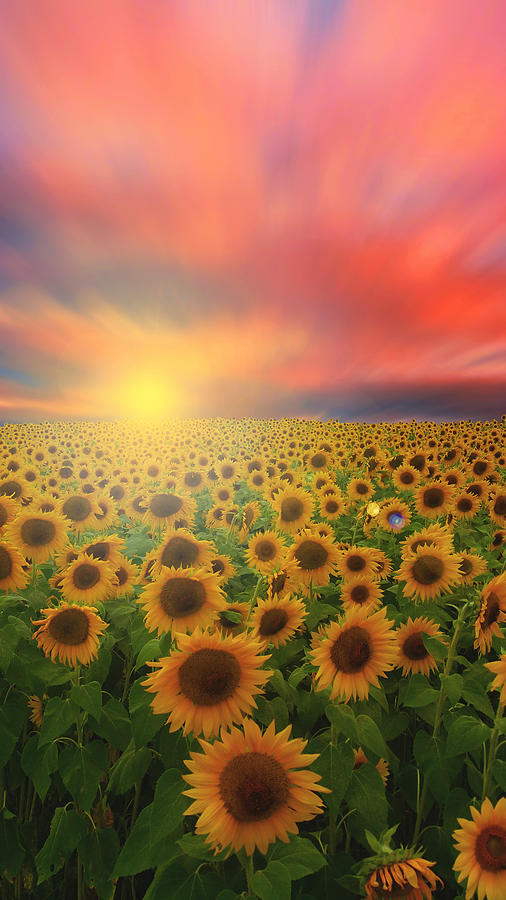 Sunflower Field at Sunset Photograph by Sally Cooper