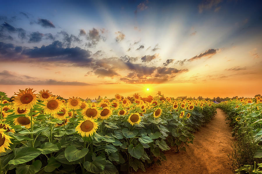 Sunflower Photograph - Sunflower field at sunset - the secret path by Melanie Viola