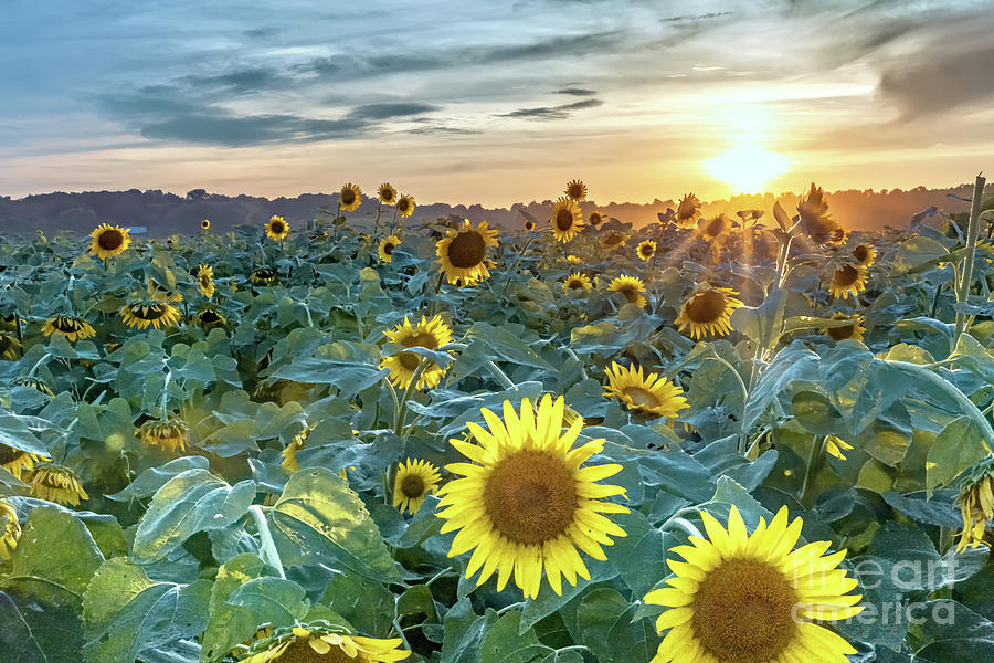 Sunflower Field At Sunset Photograph by Tom Watkins PVminer pixs