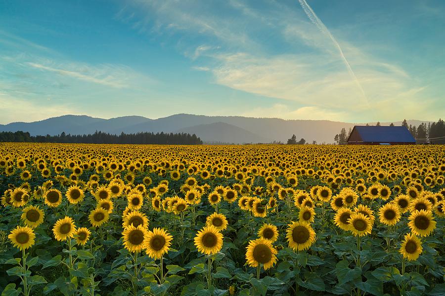 Sunflower field beauty Photograph by Lynn Hopwood