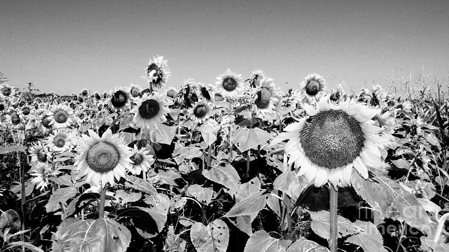 Sunflower Field Black and White Photograph by Jenny Revitz Soper