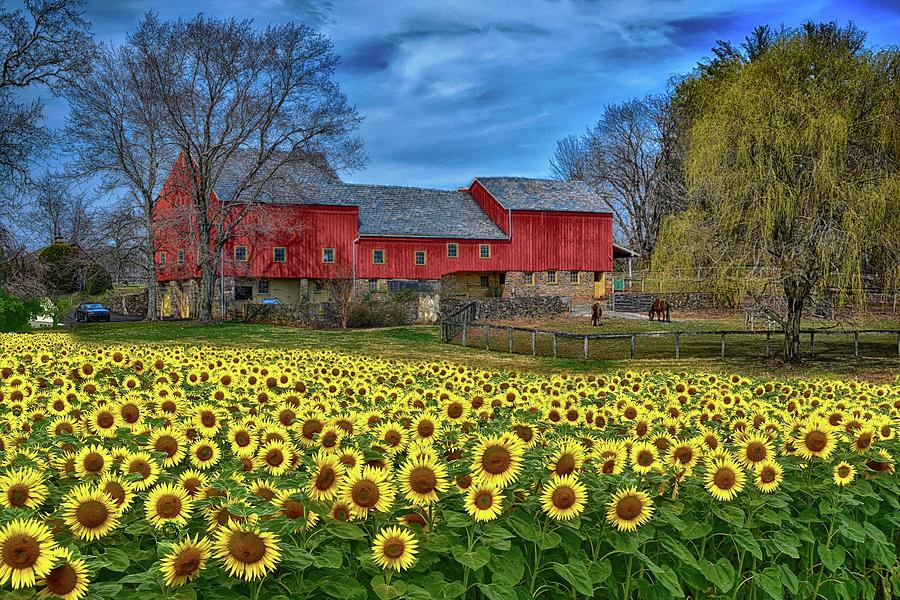 Sunflower Field Country Landscape Photograph by James DeFazio - Fine ...