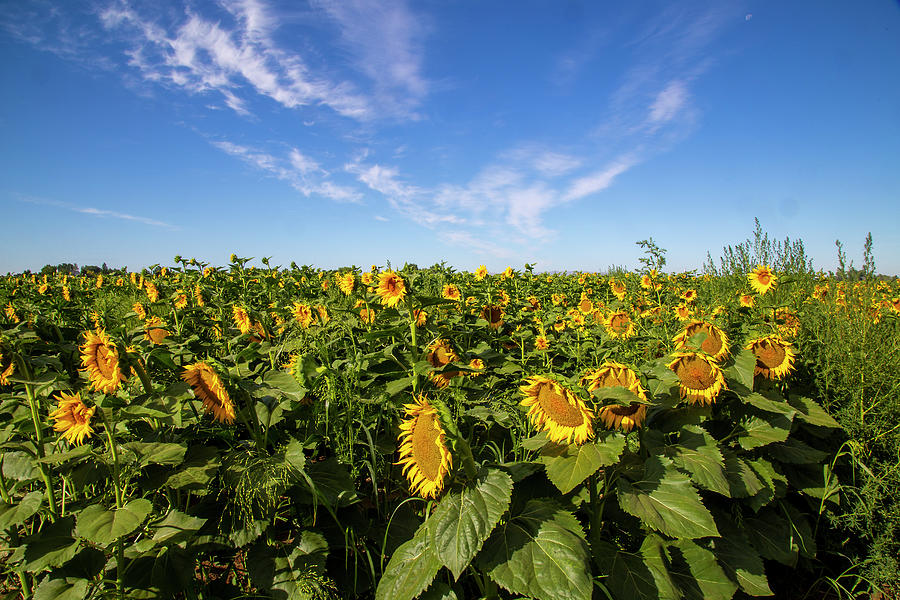 Sunflower Field Photograph by Dart Humeston