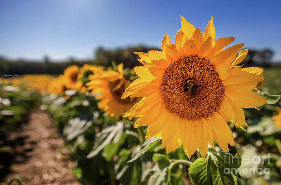 Sunflower Field Photograph by Diane Diederich