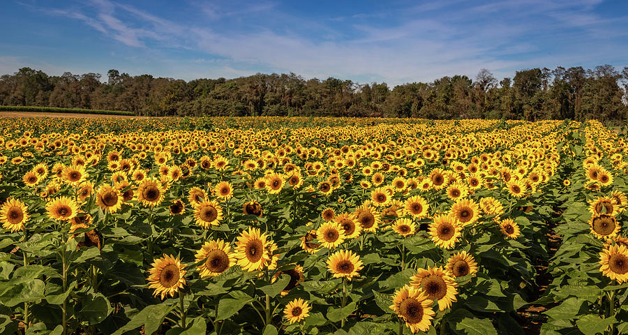 Sunflower Field Photograph by Elvira Peretsman
