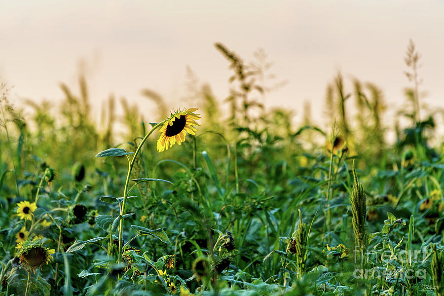 Sunflower Field Evening Photograph by Jennifer White