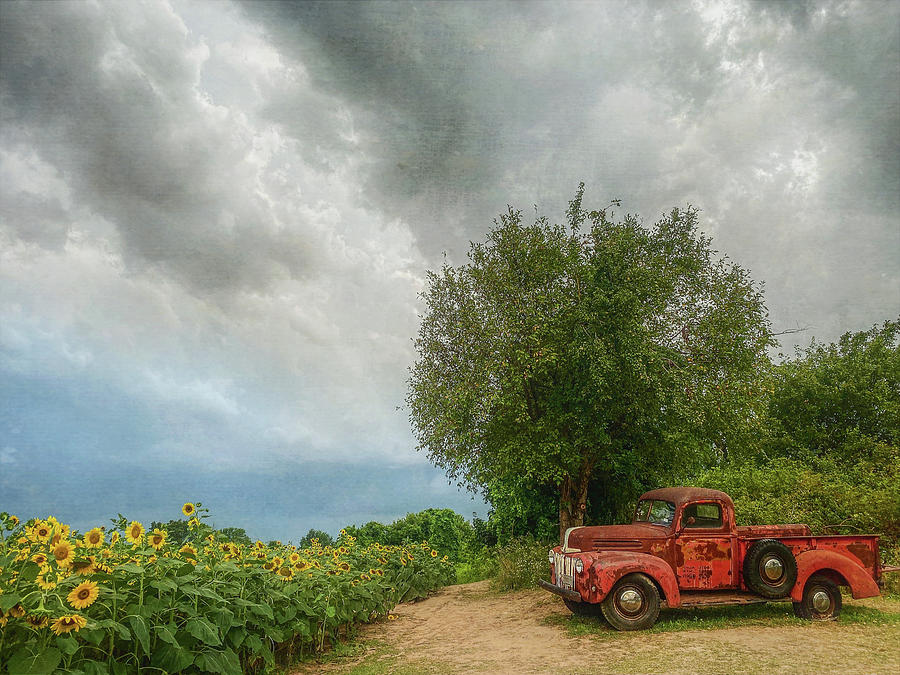 Sunflower Field Farm Truck Photograph by Carrie Ann Grippo-Pike