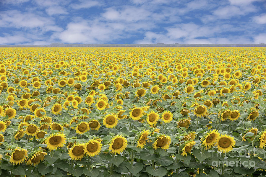 Sunflower Field in Bloom. Dixon, Solano County, California, USA