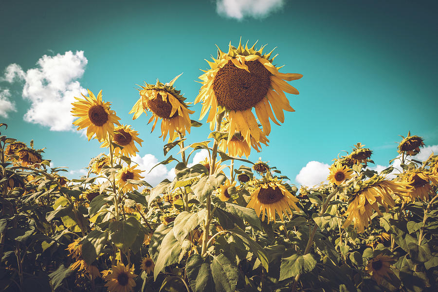 Sunflower Field in Fall Photograph by Ada Weyland
