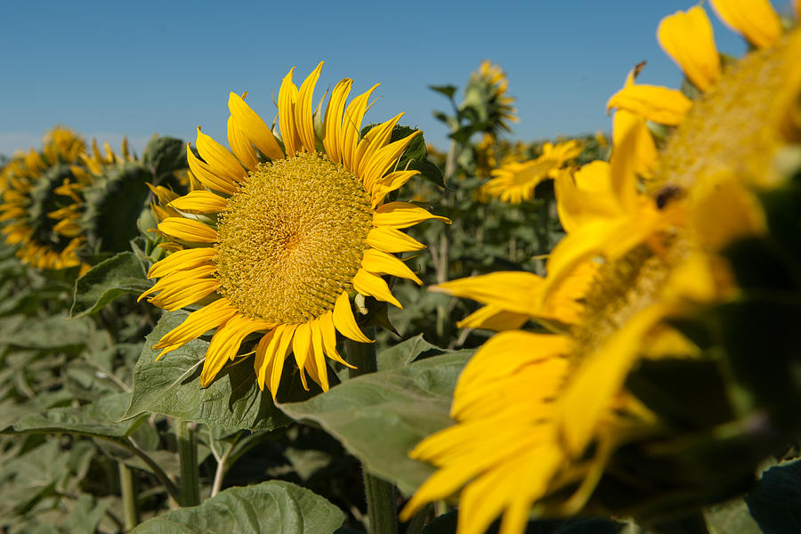 Sunflower Field Photograph by Jaana Eleftheriou