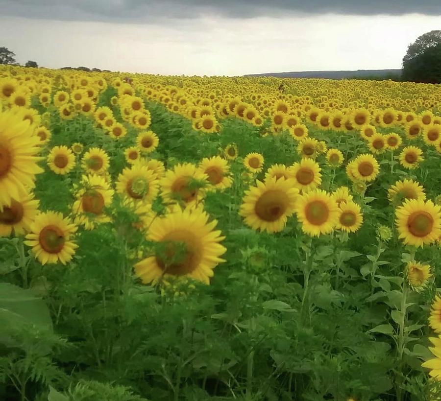 Sunflower field Photograph by Janet Padgett
