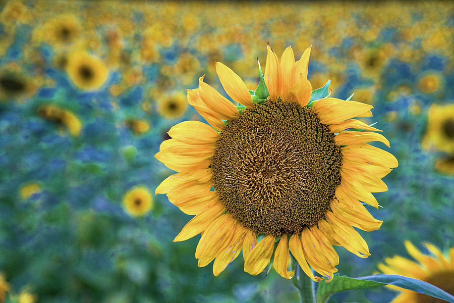 Sunflower Field Photograph by Jerry Gammon